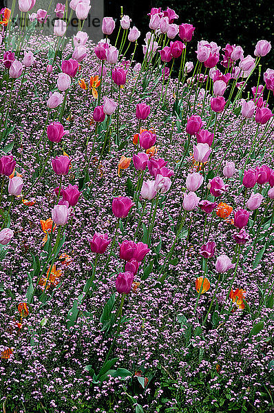 Europa  Belgien  Brüssel  Square du Petit Sablon  Tulpe  Tulipa × gesneriana
