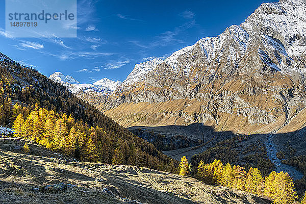 Italien  Aosta-Tal  Nationalpark Gran Paradiso  Rhemes-Tal  La Grande Rousse (3.607 m) und Granta Parey (3.387 m) von der Entrelor-Hochebene aus; europäischer Lärchenwald im Herbst'.