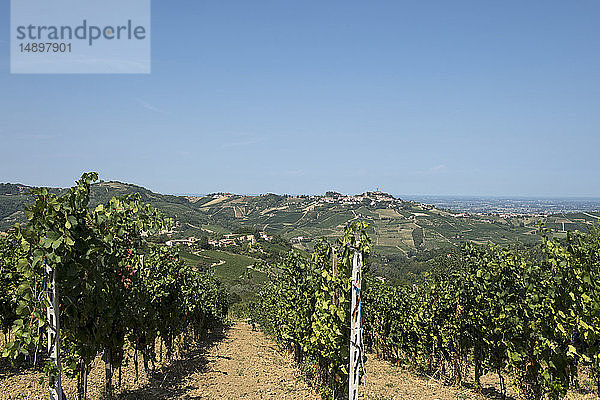 Italien  Lombardei  Oltrepo Pavese  Castana  Weinberge und Landschaft