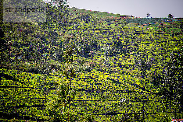 Asien  Sri Lanka  Nuwara Eliya  Teeplantage