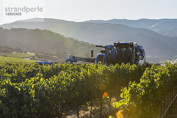 Braud-Traubenvollernter bei der Weinlese; Gonzales  Kalifornien  Vereinigte Staaten von Amerika