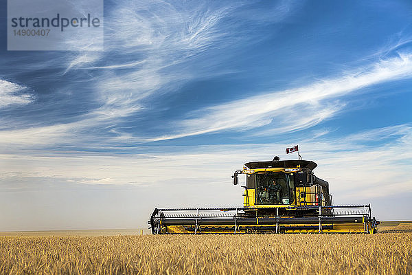 Mähdrescher bei der Ernte eines goldenen Weizenfeldes mit blauem Himmel und Wolken; Beiseker  Alberta  Kanada