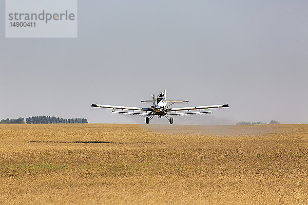 Sprühflugzeug beim Besprühen eines grünen Getreidefeldes mit blauem Himmel und Wolken; Beiseker  Alberta  Kanada