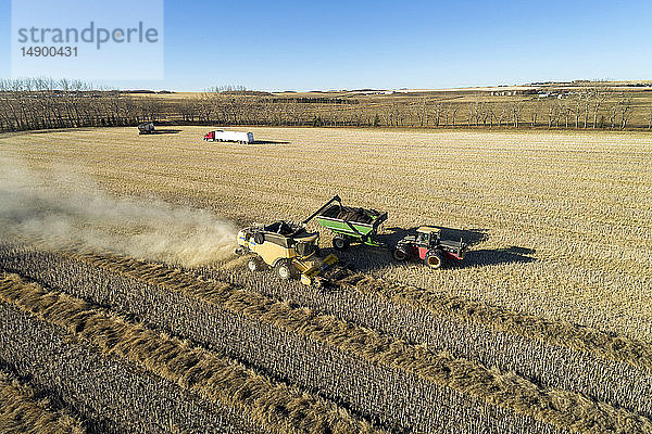 Mähdrescher bei der Ernte von Rapsreihen  die einen Trichter füllen  der von einem Traktor mit blauem Himmel gezogen wird  westlich von Beiseker; Alberta  Kanada