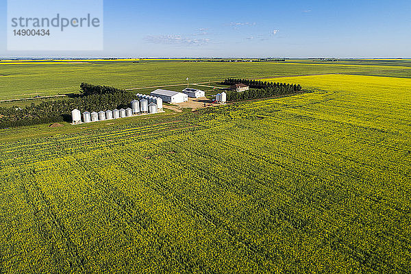 Luftaufnahme eines blühenden Rapsfeldes in der Nähe eines Bauernhofs mit großen Metallbehältern und Metallgebäuden bei blauem Himmel; Beiseker  Alberta  Kanada