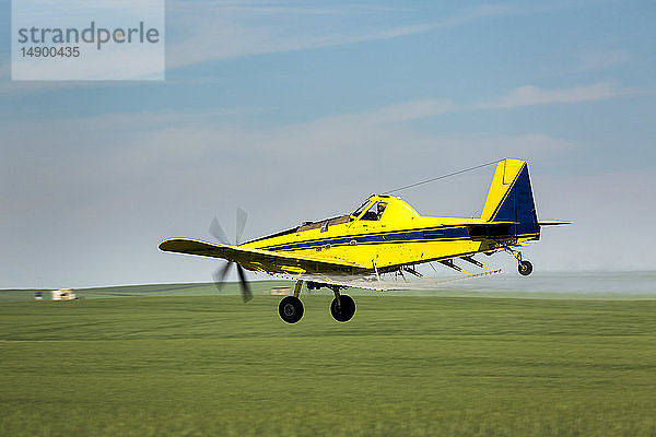 Sprühflugzeug beim Besprühen eines grünen Getreidefeldes mit blauem Himmel und Wolken; Beiseker  Alberta  Kanada
