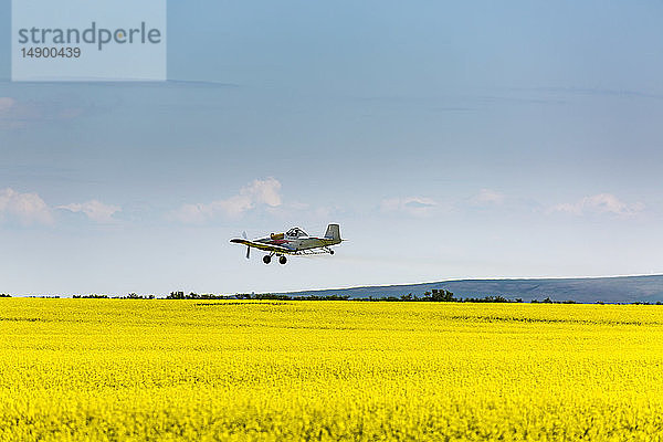 Sprühflugzeug beim Besprühen eines blühenden Rapsfeldes mit blauem Himmel und Wolken; Beiseker  Alberta  Kanada