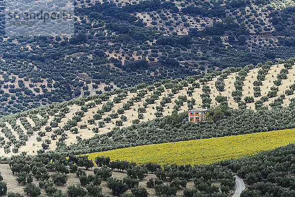 Olivenbäume auf einem Olivenhain; Cazorla  Provinz Jaen  Spanien
