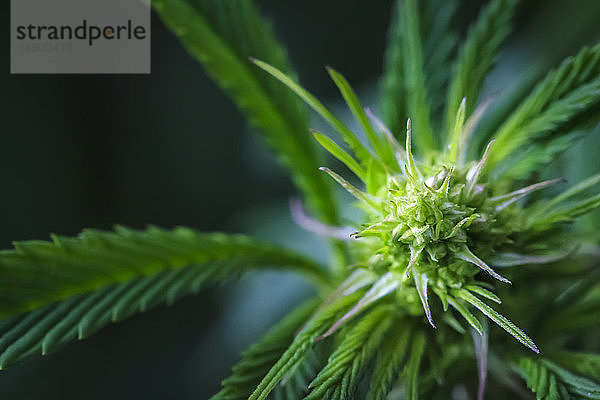 Nahaufnahme einer reifenden Cannabispflanze und einer Blüte mit sichtbaren Trichomen; Marina  Kalifornien  Vereinigte Staaten von Amerika