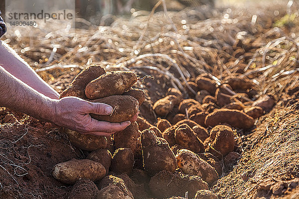 Bauernhände halten geerntete Kartoffeln in der roten Erde; Prince Edward Island  Kanada