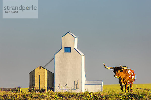 Stier mit Hörnern steht auf einem Hügel mit einem hölzernen Getreidesilo im Hintergrund und blauem Himmel; Mossleigh  Alberta  Kanada