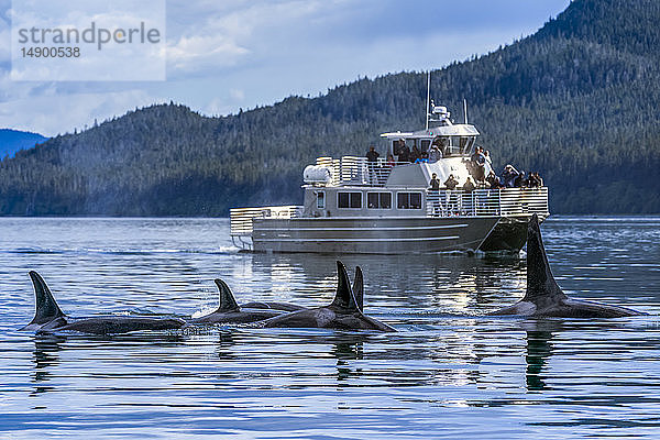Wildlife-Sightseeing-Tour beobachtet Orca-Wale (Orcinus orca) in der Nähe von Juneau  Inside Passage  Südost-Alaska; Alaska  Vereinigte Staaten von Amerika