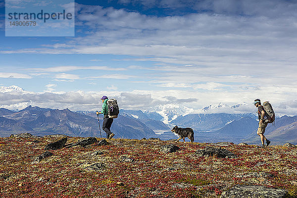 Mann und Frau beim Wandern in der Tundra mit einem Hund auf dem Kesugi Ridge Trail  Denali State Park  Süd-Zentral-Alaska; Alaska  Vereinigte Staaten von Amerika