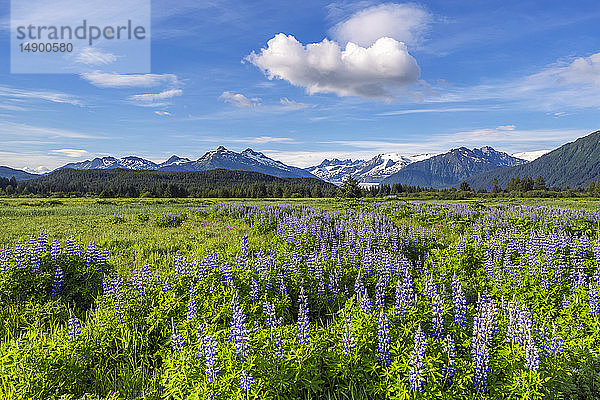 Aussicht auf die Wildblumen der Nootka-Lupine (Lupinus nootkatensis) und die Mendenhall Towers  Südost-Alaska; Alaska  Vereinigte Staaten von Amerika