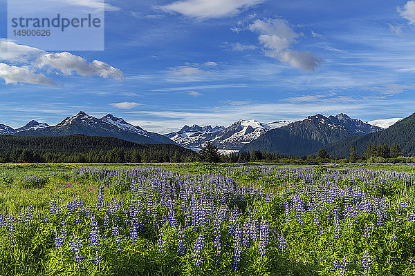 Aussicht auf die Wildblumen der Nootka-Lupine (Lupinus nootkatensis) und die Mendenhall Towers  Südost-Alaska; Alaska  Vereinigte Staaten von Amerika