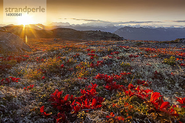 Blick auf herbstlich gefärbtes Laub und Tundra bei Sonnenuntergang  Kesugi Ridge  Alaska Range  Denali State Park  Süd-Zentral-Alaska; Alaska  Vereinigte Staaten von Amerika