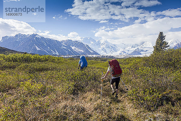 Mann und Frau wandern an einem sonnigen Sommertag mit dem Rucksack durch das Gebüsch auf dem Donoho Lakes Loop  mit den Wrangell Mountains und dem Kennicott Glacier im Hintergrund  Wrangell-St. Elias National Park  Süd-Zentral-Alaska; Kennicott  Alaska  Vereinigte Staaten von Amerika