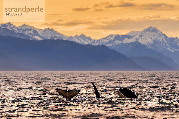 Schwertwale (Orcinus orca)  auch bekannt als Orca  schwimmen in der Abenddämmerung in der Inside Passage des Lynn Canal mit den Chilkat Mountains im Hintergrund; Alaska  Vereinigte Staaten von Amerika