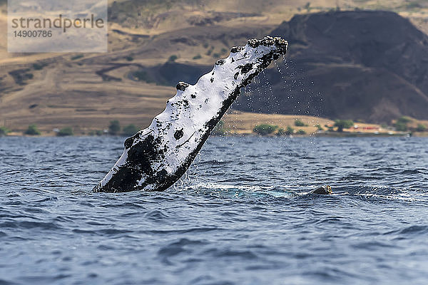 Brustflosse eines Buckelwals (Megaptera novaeangliae); Lahaina  Maui  Hawaii  Vereinigte Staaten von Amerika