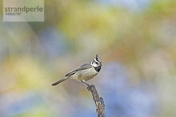 Zügelmeise (Baeolophus wollweberi); Madera Canyon  Arizona  Vereinigte Staaten von Amerika