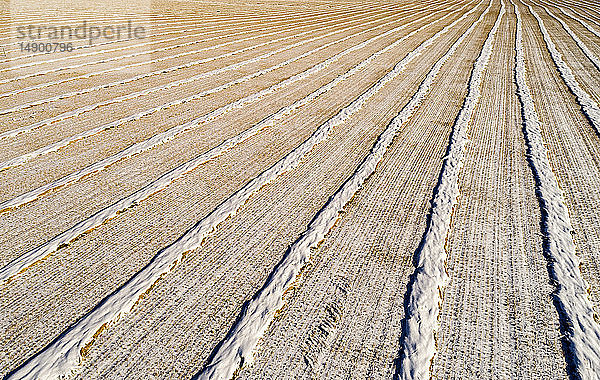 Schneebedeckte Erntelinien auf einem gemähten Feld  westlich von Calgary; Alberta  Kanada