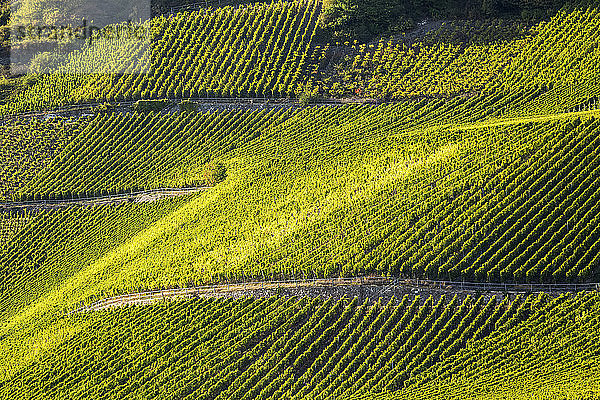 Sonnenbeschienener Hang mit Reihen von Weinstöcken an den Hängen; Remich  Luxemburg