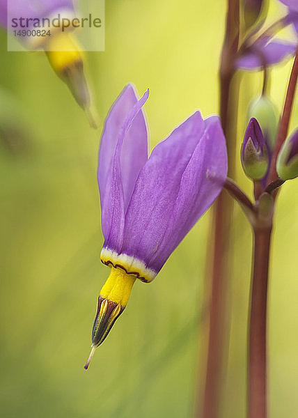 Sternschnuppe (Dodecatheon)  Wildblume; Banff  Alberta  Kanada