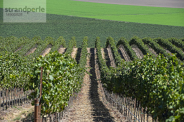 Weinreben (Vitis) an einem Berghang; Gonzales  Kalifornien  Vereinigte Staaten von Amerika