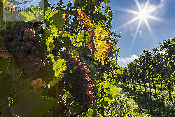 Nahaufnahme von roten Trauben  die in den Reihen eines Weinbergs an den Rebstöcken hängen  mit blauem Himmel und Sonne am Himmel; Piesport  Deutschland