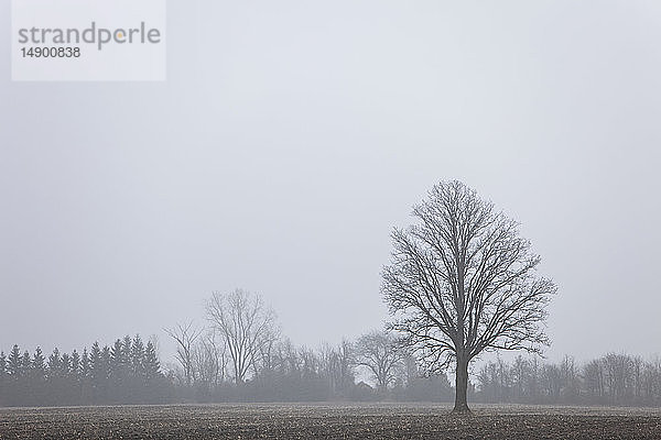 Kahler Baum in einem Farmfeld an einem nebligen Tag  in der Nähe von Belton; Ontario  Kanada