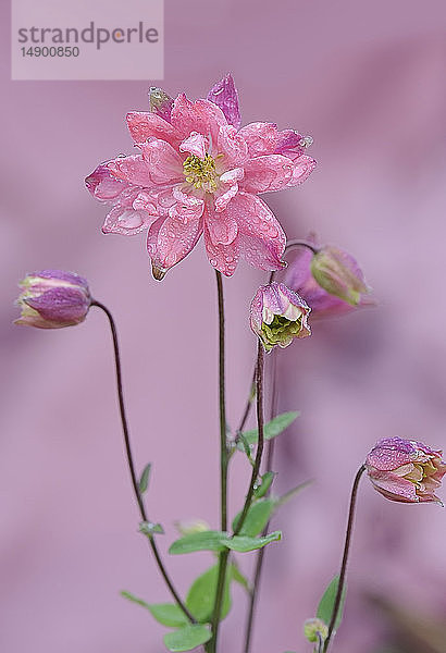 Rosa Klementinenrose (Aquilegia vulgaris) blüht im Spätsommer in einem Hinterhofgarten; Calgary  Alberta  Kanada