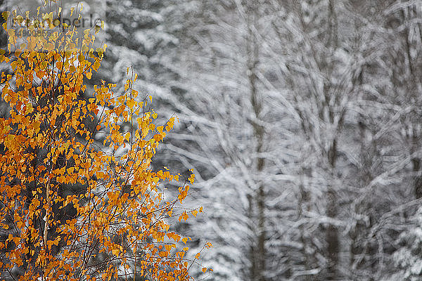 Ein früher Schnee schafft einen Kontrast zwischen Herbstfarben und schneebedeckten Zweigen; Alton  Ontario  Kanada