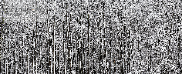 Wald mit schneebedeckten Bäumen; Sutton  Quebec  Kanada