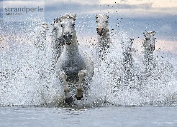 Weiße Pferde der Camargue  die aus dem Wasser laufen; Camargue  Frankreich