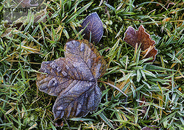 Frostige Herbstblätter auf dem Gras; Northumberland  England