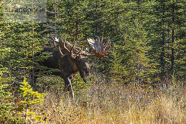 Der Elchbulle (Alces alces)  von den Einheimischen Hook genannt  ist an einem sonnigen Herbstnachmittag im Kincade Park zu sehen; Anchorage  Alaska  Vereinigte Staaten von Amerika