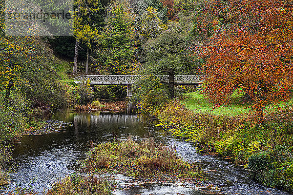 Holzbrücke über den Fluss Aln im Herbst  mit einem Reiher im Schilf unterhalb der Brücke; Alnwick  Northumberland  England