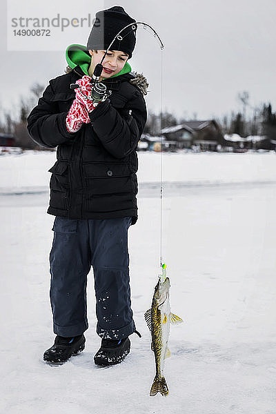 Ein kleiner Junge fängt beim Eisfischen auf dem Wabamum-See während eines Familienausflugs im Winter einen Walleye; Wabamun  Alberta  Kanada