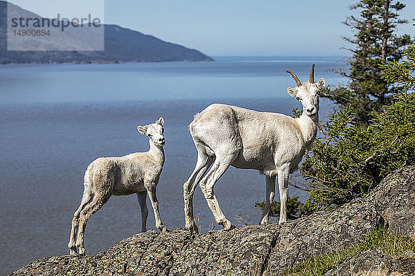 Dallschaf (Ovis dalli): Mutterschaf und Lamm blicken den Fotografen von einem Felsvorsprung mit Blick auf den Turnagain Arm im Sommer außerhalb von Anchorage  Süd-Zentral-Alaska; Alaska  Vereinigte Staaten von Amerika