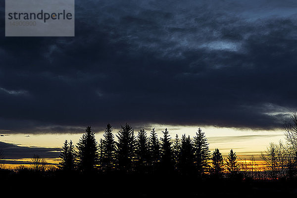 Silhouette einer Gruppe von immergrünen Bäumen mit dramatischen Wolken und Himmel bei Sonnenaufgang; Calgary  Alberta  Kanada