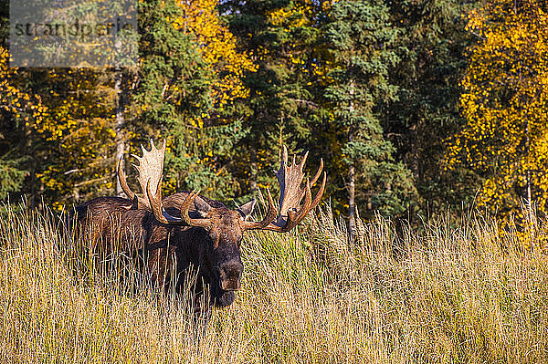 Ein Elchbulle (Alces alces) in der Brunftzeit im hohen Gras ist an einem sonnigen Herbstnachmittag im Kincade Park zu sehen; Anchorage  Alaska  Vereinigte Staaten von Amerika