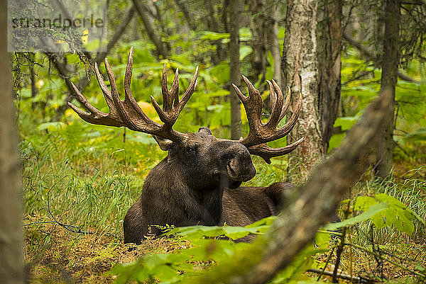 Der große Elchbulle (Alces alces)  von den Einheimischen Hook genannt  ruht während der Brunftzeit an einem Herbsttag auf dem Waldboden im Kincaid Park in Anchorage; Anchorage  Alaska  Vereinigte Staaten von Amerika