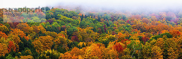 Lebhaftes Herbstlaub in einem Laubwald; Fulford  Quebec  Kanada