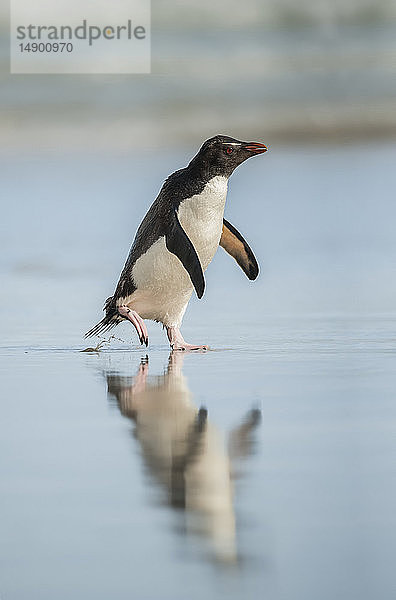 Eselspinguin (Pygoscelis papua)  der auf einer nassen Oberfläche läuft  mit seinem Spiegelbild im Wasser; Saunders Island  Falklandinseln