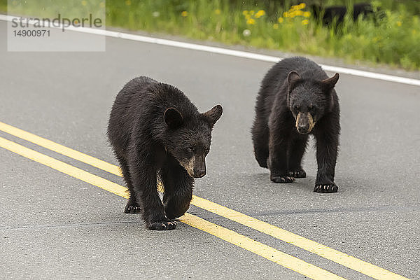 Schwarzbärenjunge (Ursus Americans) laufen auf der Arctic Valley Road  Arctic Valley  Süd-Zentral-Alaska; Alaska  Vereinigte Staaten von Amerika