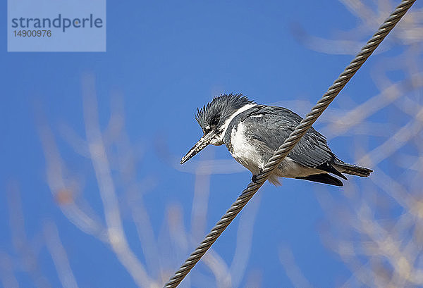 Eisvogel (Alcedinidae) auf einem Draht mit Blick nach unten gegen einen blauen Himmel; Fort Collins  Colorado  Vereinigte Staaten von Amerika