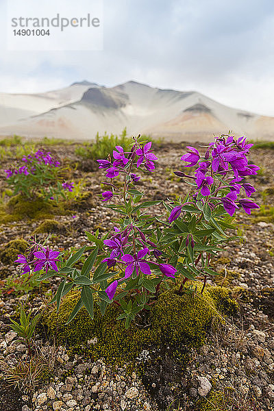 Zwerg-Feuerkraut (Chamaenerion latifolium)  das im Bimsstein wächst  mit dem Baked Mountain im Hintergrund  Valley of Ten Thousand Smokes  Katmai National Park; Alaska  Vereinigte Staaten von Amerika