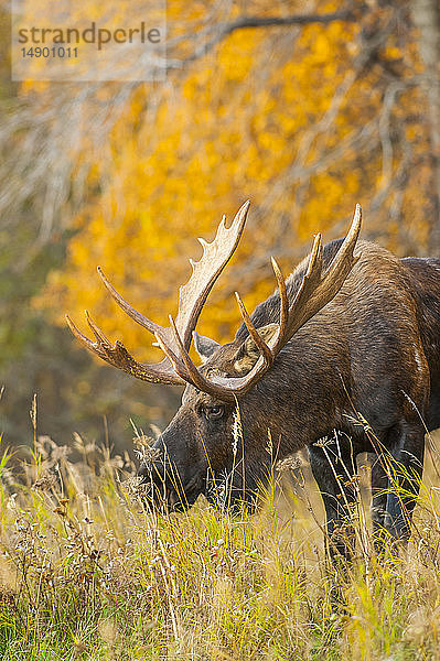 Ein Elchbulle (Alces alces) in der Brunftzeit im hohen Gras ist an einem sonnigen Herbstnachmittag im Kincade Park zu sehen; Anchorage  Alaska  Vereinigte Staaten von Amerika