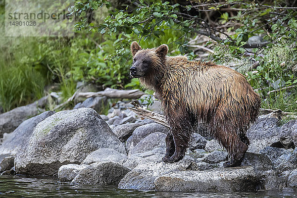 Grizzlybär (Ursus arctos horribilus) entlang des Ufers des Taku River; Atlin  British Columbia  Kanada
