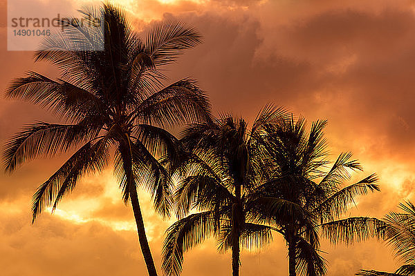 Palmen als Silhouette vor einem orangefarbenen Himmel; Wailea  Maui  Hawaii  Vereinigte Staaten von Amerika
